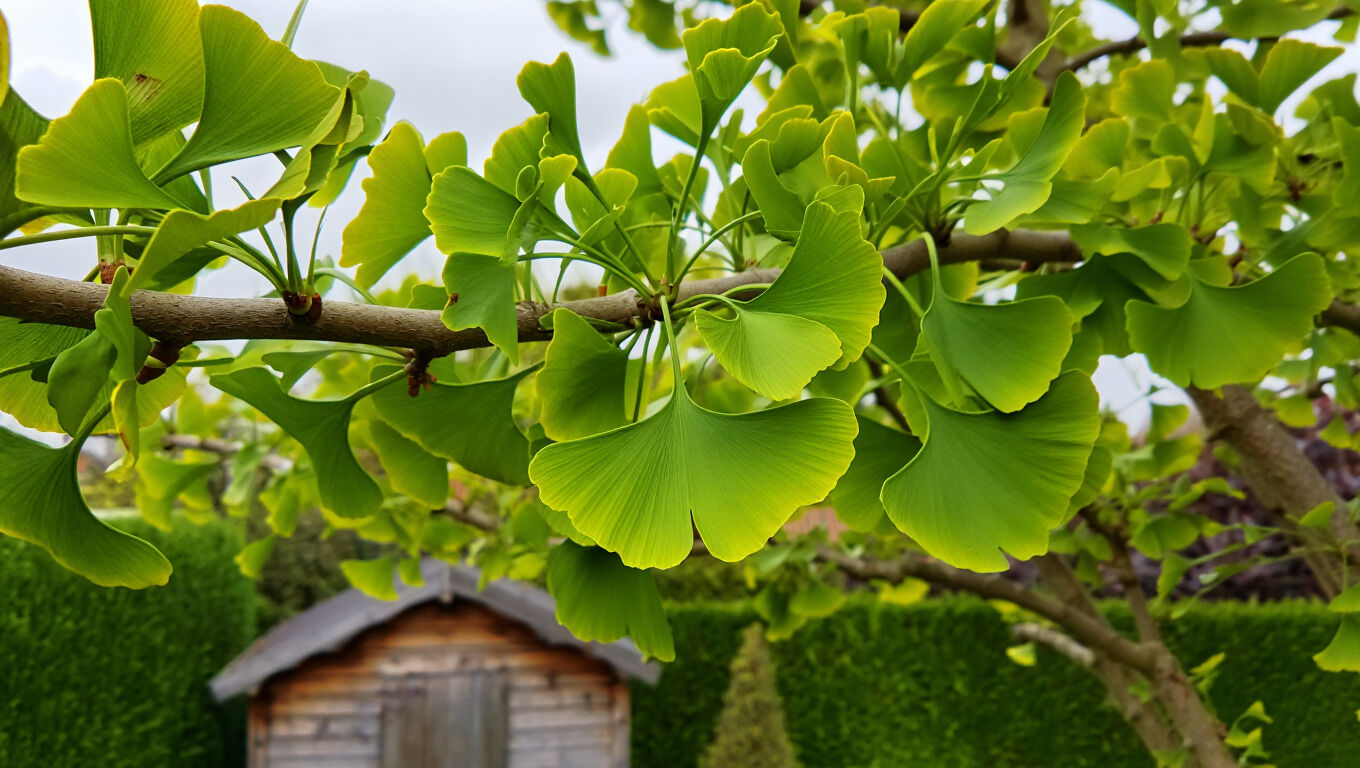 [paste advice page name here]